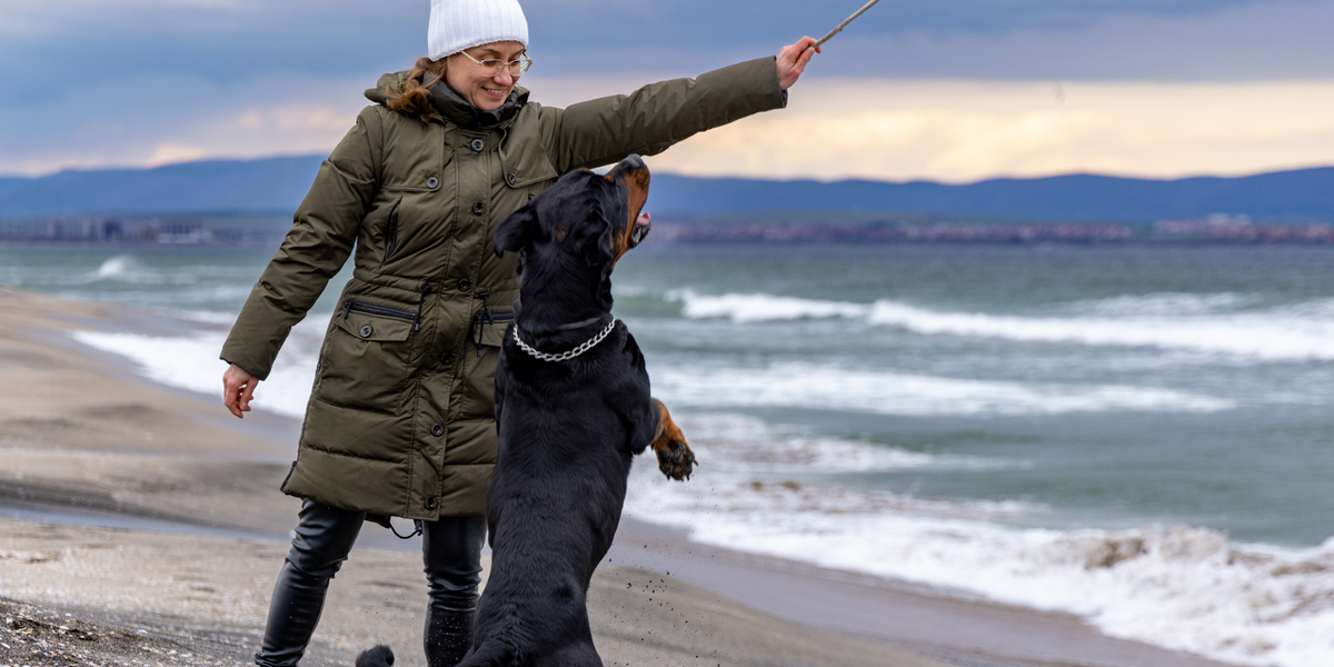 Looking after a big dog