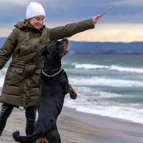 Looking after a big dog