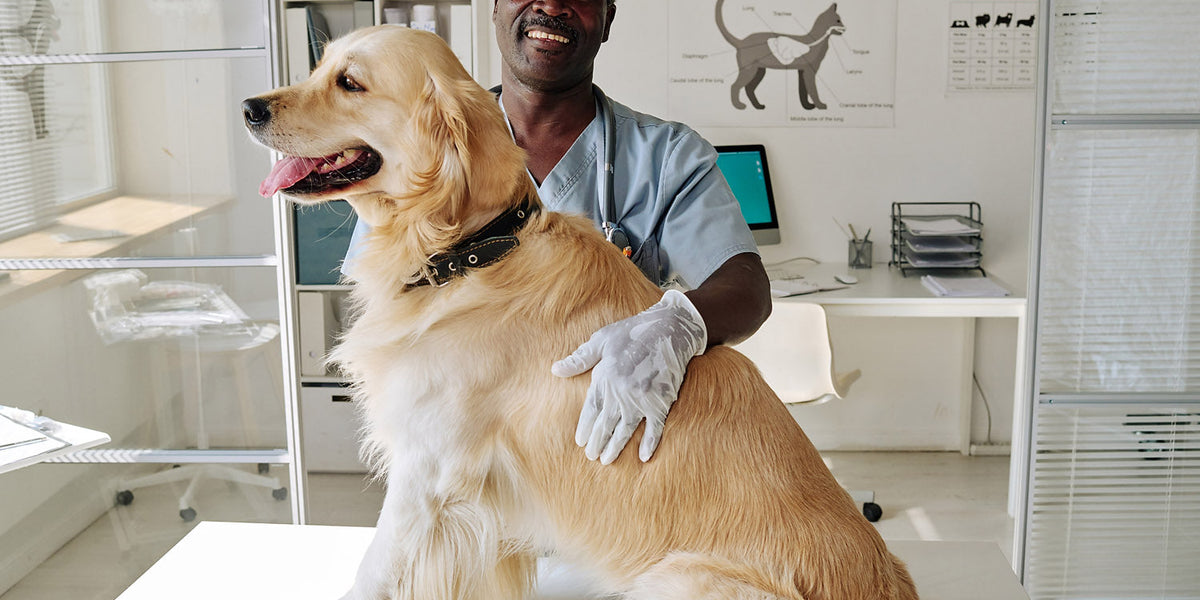 Dog food allergies Miracle Vet