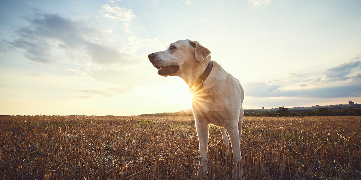 Exercising Senior Dogs