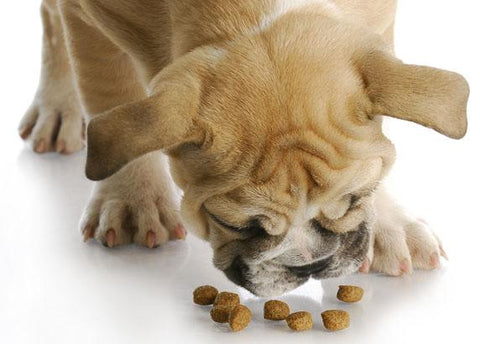 Probiotics for Dogs: Everything You Need to Know