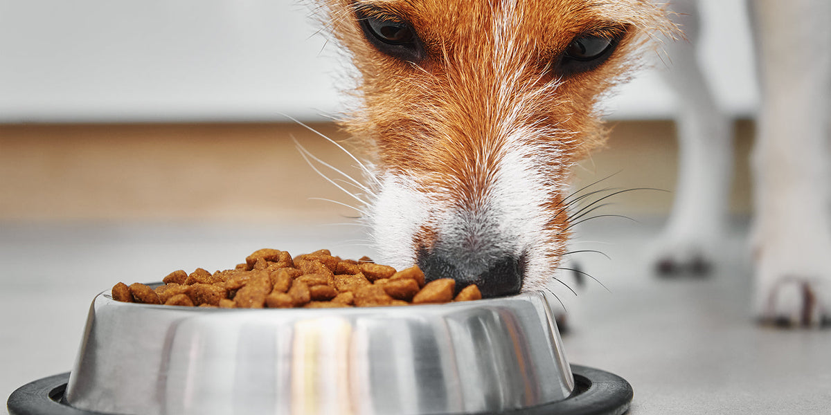 Best Recovery Food for Cats and Dogs