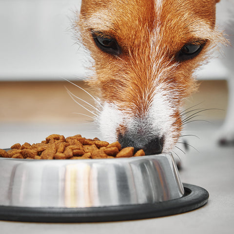 Best Recovery Food for Cats and Dogs