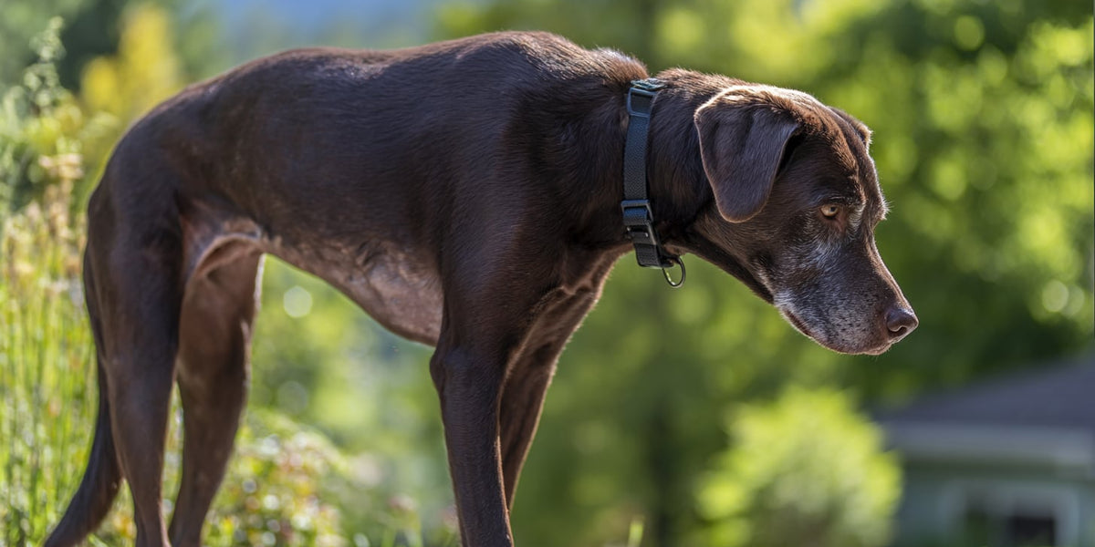Underweight dog with a sad face