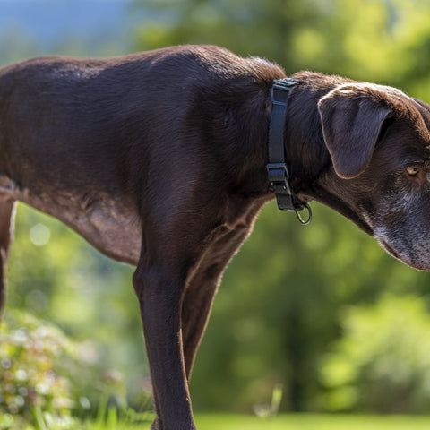 Underweight dog with a sad face