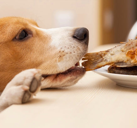 7 Practical Tips to Help Treat & Prevent Dog Diarrhea