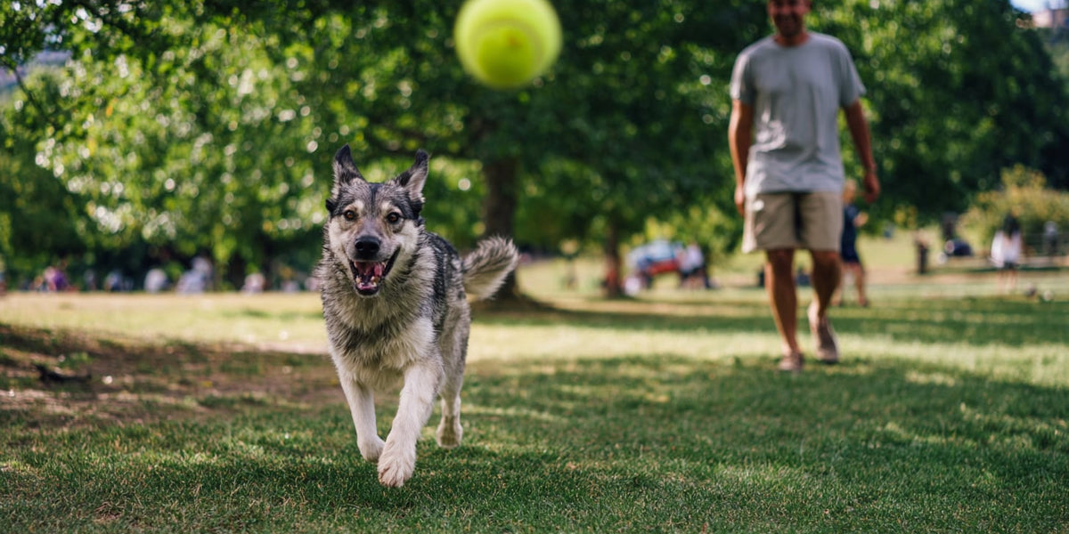 Promote Healthy Weight Gain for Dogs Effectively