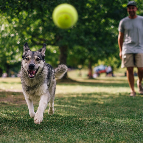 Promote Healthy Weight Gain for Dogs Effectively