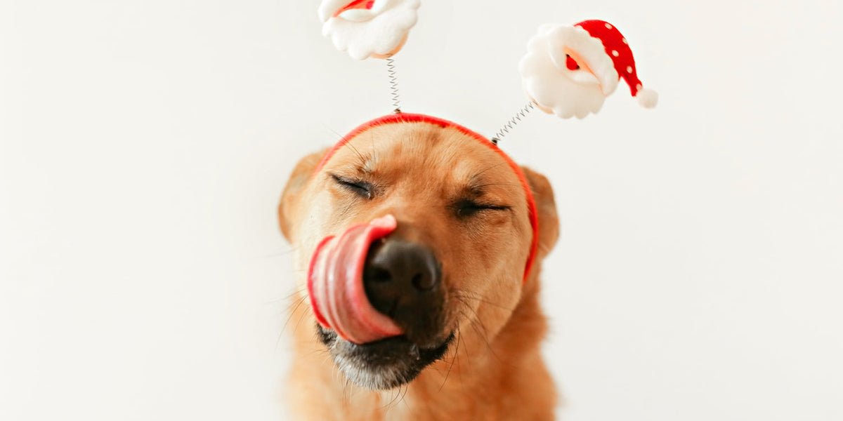 Christmas gifts your dog will love