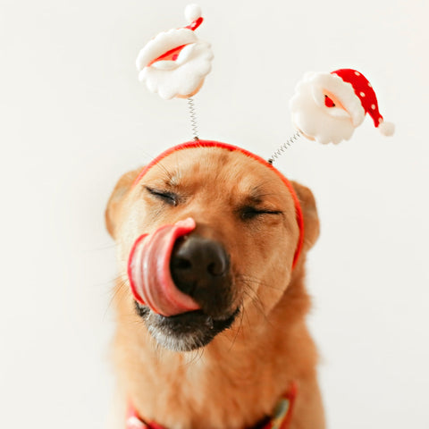 Christmas gifts your dog will love