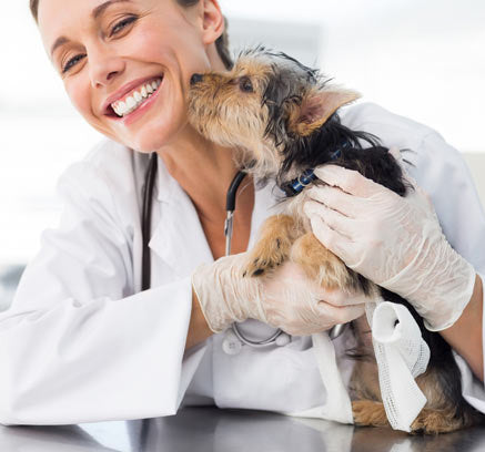 How Our Vet-Recommended Dog Chews Stack Up Against Other Dog Treats