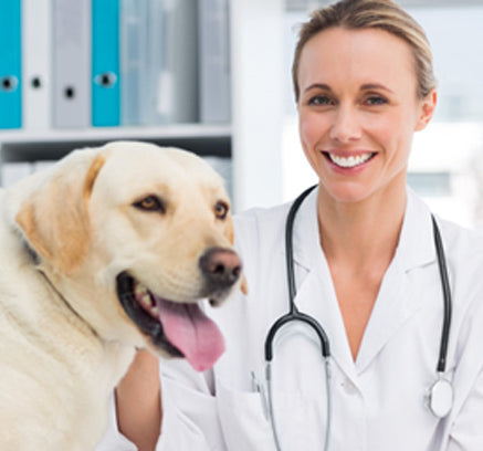 5 Quick Tips To Help You Choose The Best Dog Food