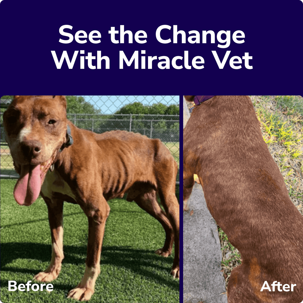 Liquid Weight Gainer for Dogs & Cats Fast & Healthy Weight Gain