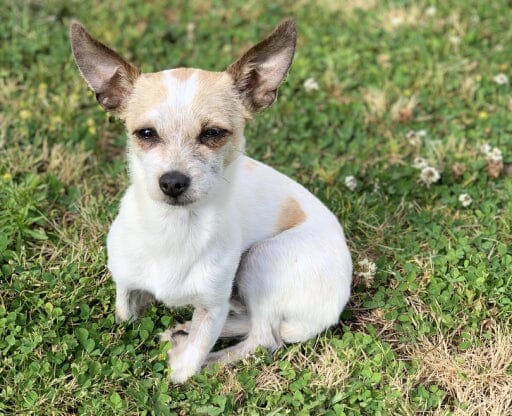 Review dog image